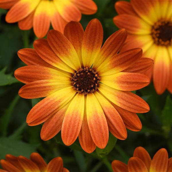 Zion™ Orange Burst Osteospermum - Bloom