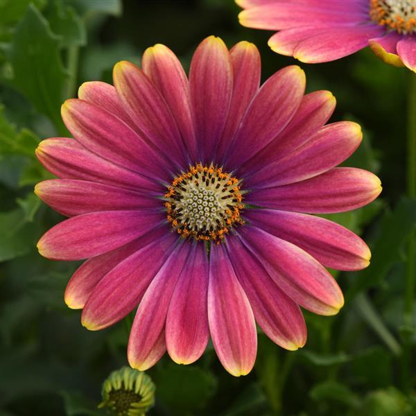 Zion™ Pink Sun Osteospermum - Bloom