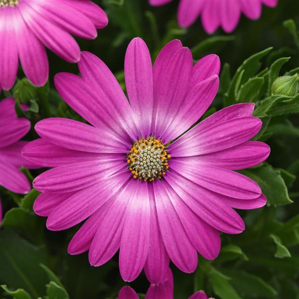 Zion™ Pink Orbit Osteospermum - Bloom