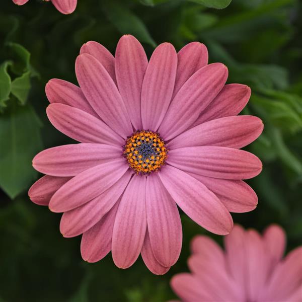 Zion™ Rose Surprise Osteospermum - Bloom