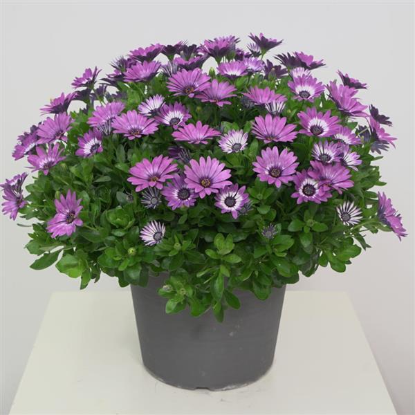 Zion™ Violet Feather Osteospermum - Container