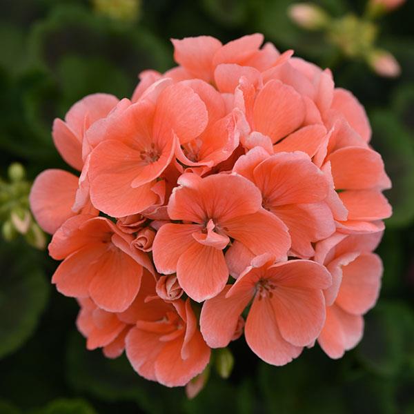 Sunrise™ Salmon Zonal Geranium - Bloom