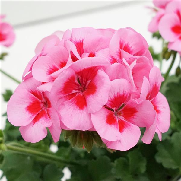 Sunrise™ Rose+Big Eye Zonal Geranium - Bloom