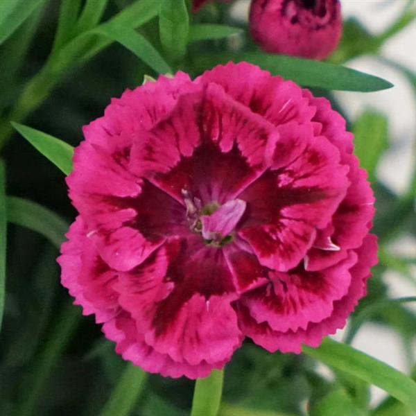 DiaDeur™ Magenta+Red Dianthus - Bloom