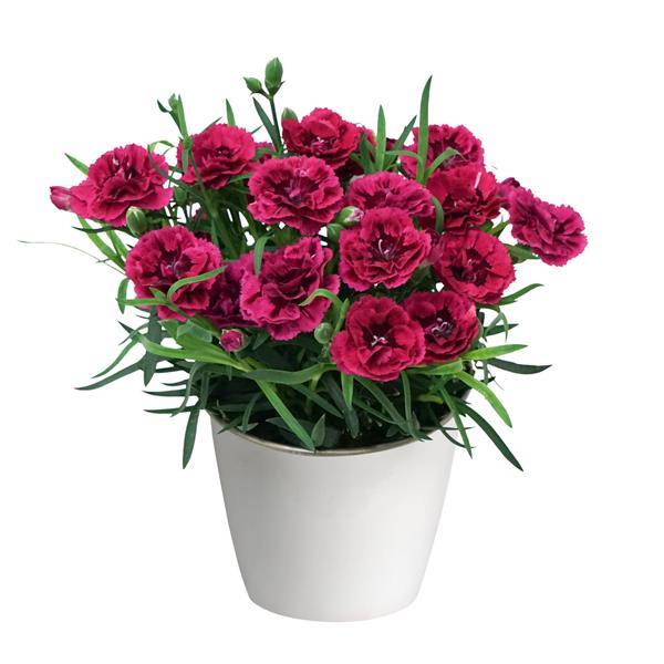 DiaDeur™ Magenta+Red Dianthus - Container