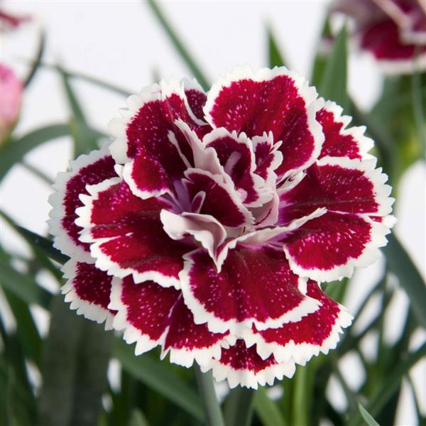 DiaDeur™ Magenta+White Edge Dianthus - Bloom