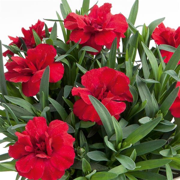 Oscar® Cherry Dianthus - Bloom