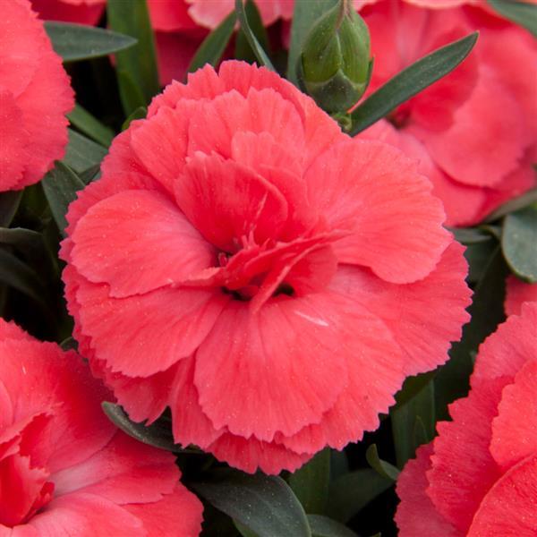 Oscar® Salmon Dianthus - Bloom