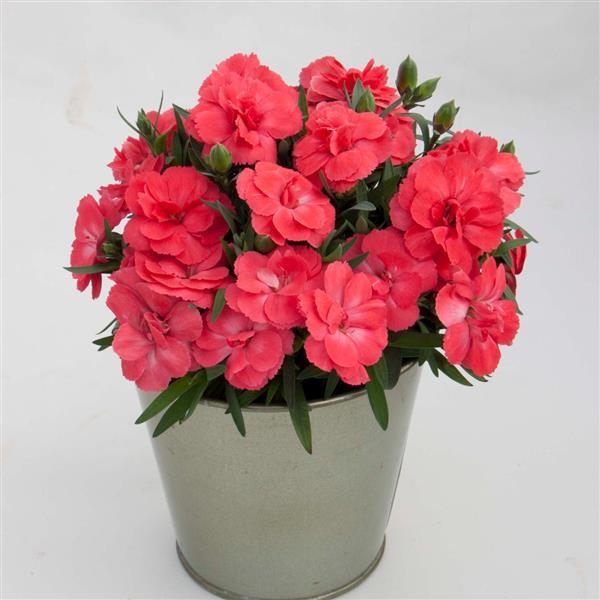 Oscar® Salmon Dianthus - Container