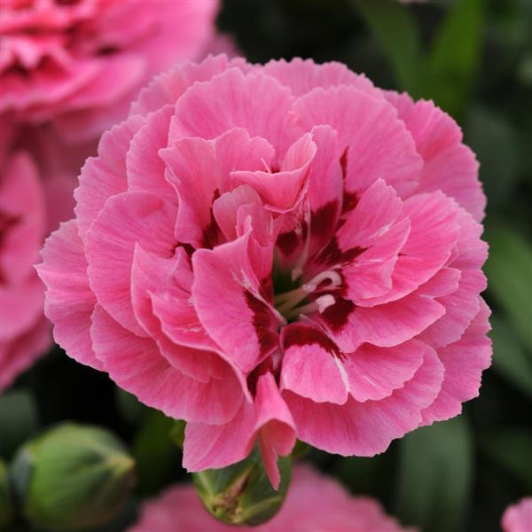 Oscar® Pink+Purple Dianthus - Bloom