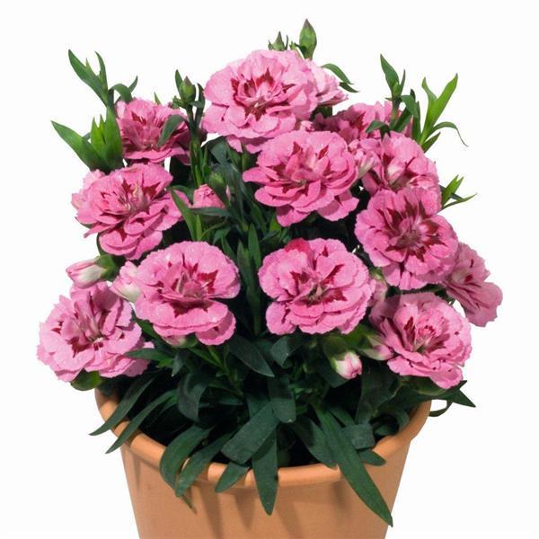 Oscar® Pink+Purple Dianthus - Container