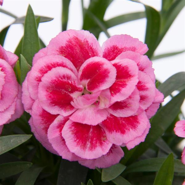 Oscar® Violet+Pink Dianthus - Bloom