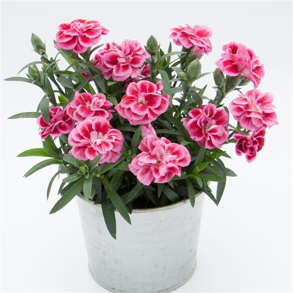 Oscar® Violet+Pink Dianthus - Container