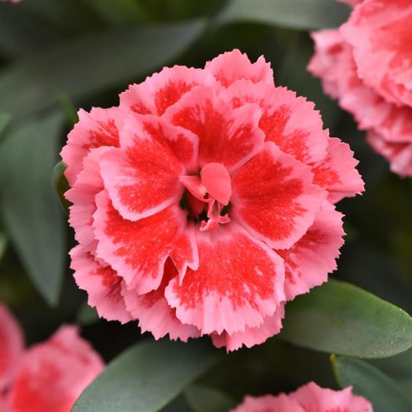 Oscar® Peach Edge Dianthus - Bloom