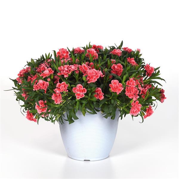 Oscar® Peach Edge Dianthus - Container