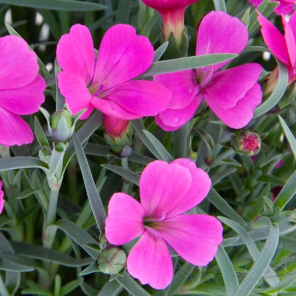 Dianthus Pashmina™ Magenta - Bloom