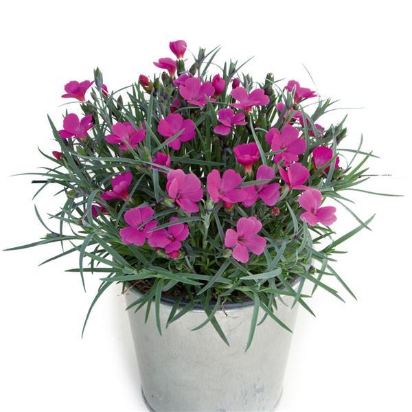 Dianthus Pashmina™ Magenta - Container