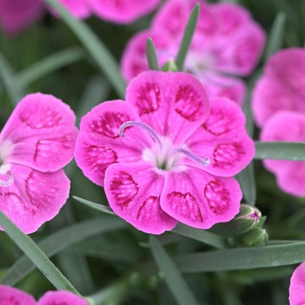 Dianthus Pashmina™ Pink+White - Bloom