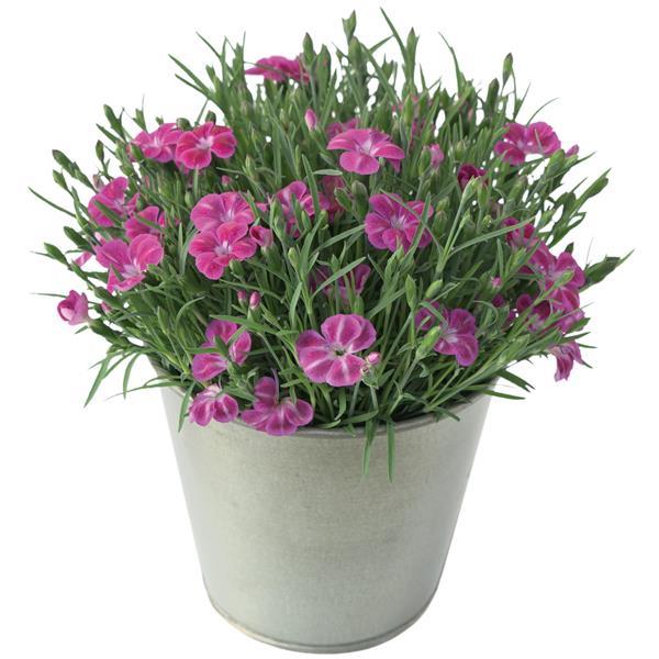 Dianthus Pashmina™ Pink+White - Container