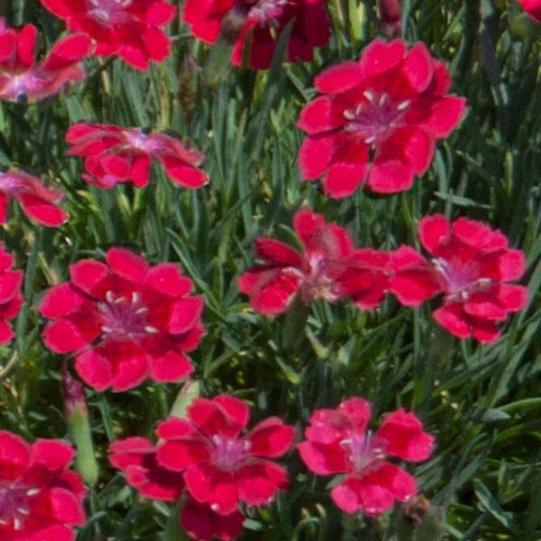 Dianthus Pashmina™ Berry Red - Bloom