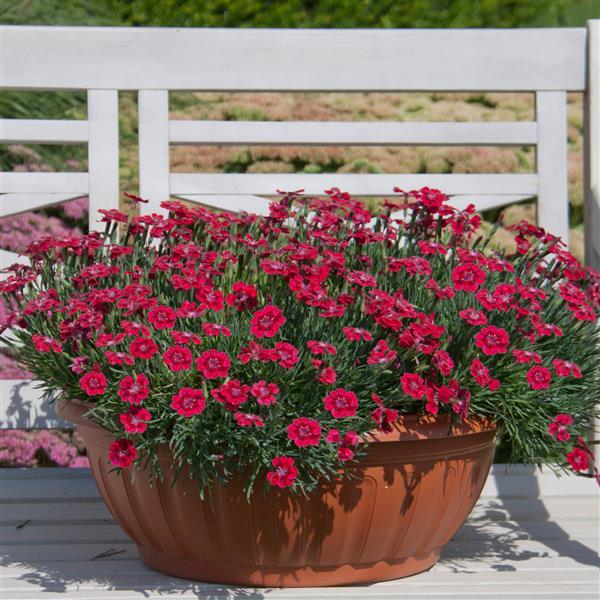 Dianthus Pashmina™ Berry Red - Container