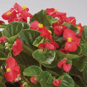 Encore IV Red Begonia - Bloom