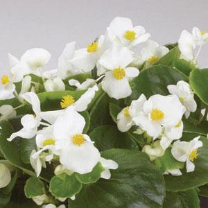 Encore IV White Begonia - Bloom