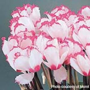 Halios® Select Victoria 50 Cyclamen - Bloom