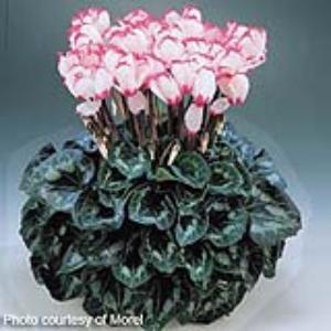 Halios® Select Victoria 50 Cyclamen - Container