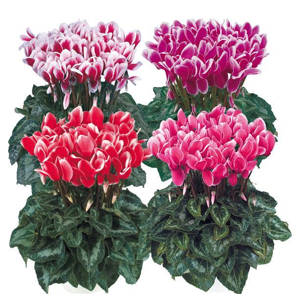 Halios® Select Fantasia Mix Cyclamen - Bloom