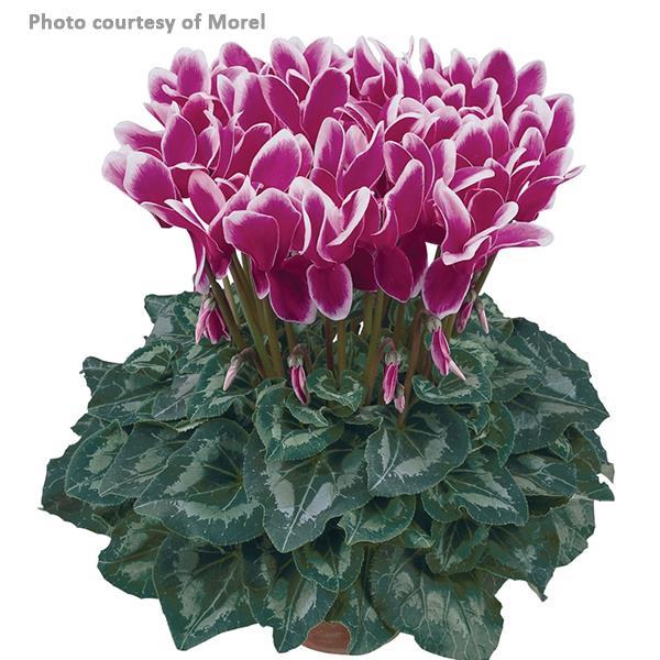 Halios® Select Fantasia Purple Cyclamen - Bloom