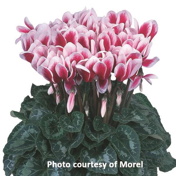 Halios® Select Fantasia Magenta Cyclamen - Bloom