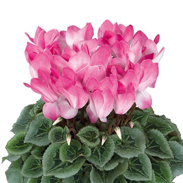 Halios® Select Blush Intense Cyclamen - Bloom