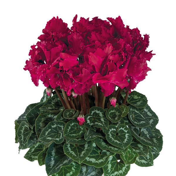 Halios® Select CURLY Deep Magenta Cyclamen - Bloom