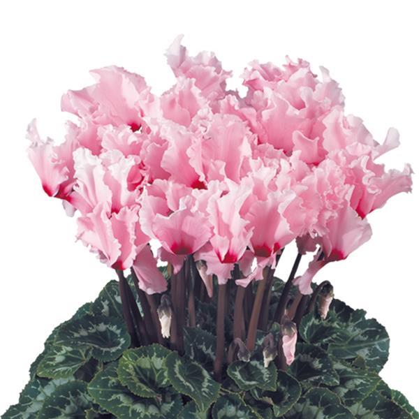 Halios® Select CURLY Light Pink Eye Cyclamen - Bloom