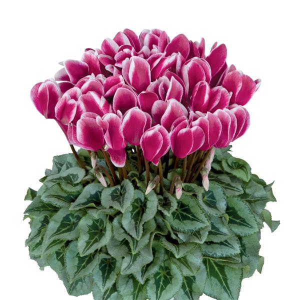 Halios® Select Fantasia Magenta Silverleaf Cyclamen - Bloom