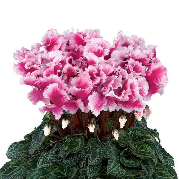 Halios® Select Friola Magenta Cyclamen - Bloom