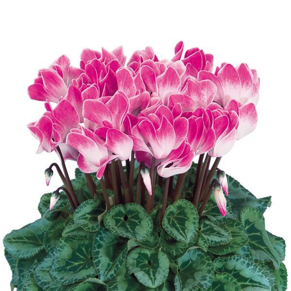 Halios® Select Funflame Magenta Cyclamen - Bloom