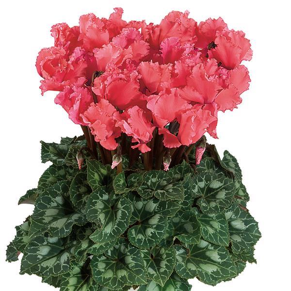 Halios® Select CURLY Salmon Cyclamen - Bloom