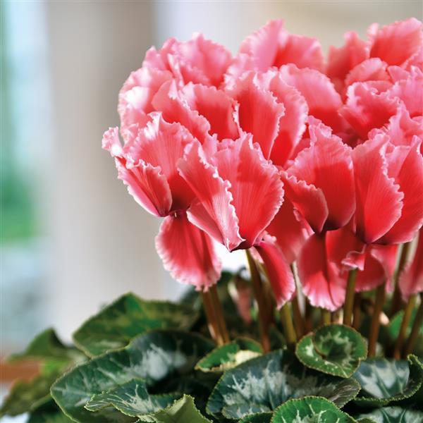 Halios® Select CURLY Litchi Salmon Cyclamen - Bloom