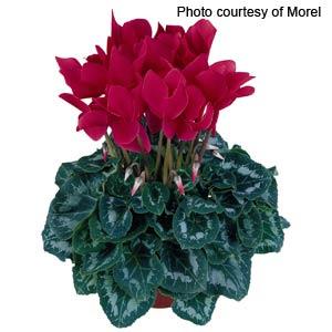 Halios® Magenta Cyclamen - Container