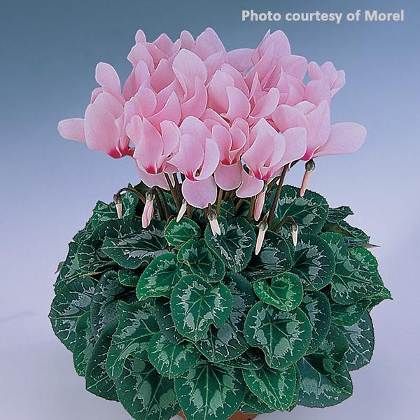 Halios® Rose Eye Cyclamen - Bloom