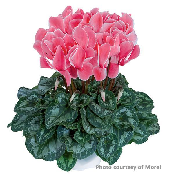 Halios® Salmon Flame Cyclamen - Bloom