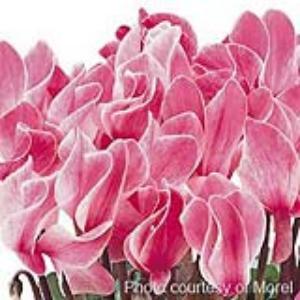 Halios® Magenta Flame Cyclamen - Bloom