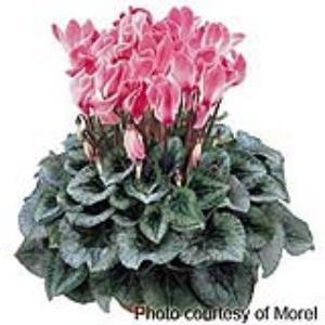 Halios® Magenta Flame Cyclamen - Container