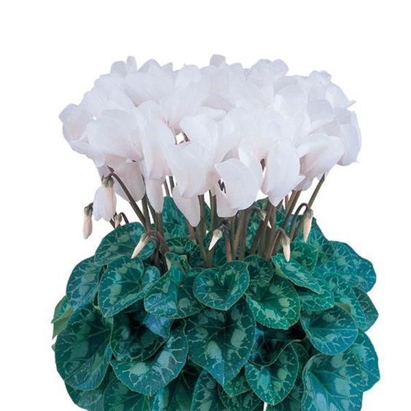 Halios® Pure White Cyclamen - Bloom