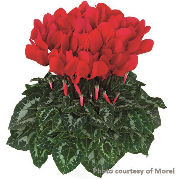 Halios® Bright Scarlet Cyclamen - Bloom