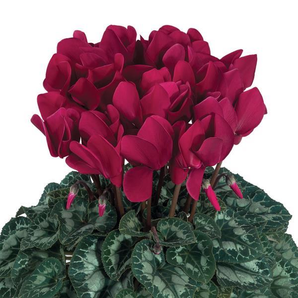 Halios® Deep Magenta Cyclamen - Bloom