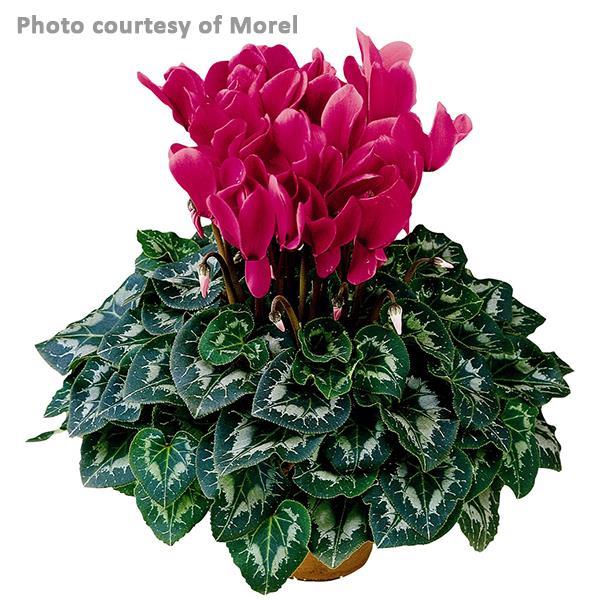 Halios® Deep Rose Cyclamen - Bloom