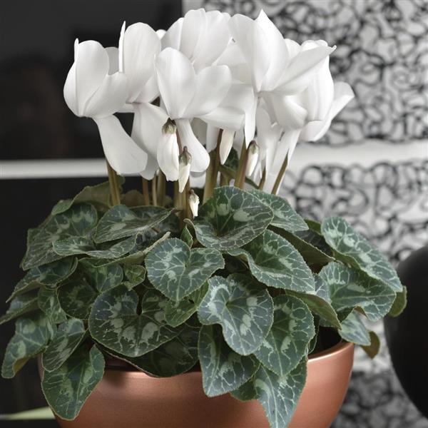 Halios® DHIVA Pure White Cyclamen - Container